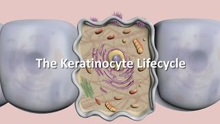 Lifecycle of the Keratinocyte [upl. by Valry]