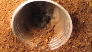 Part 3 Of 3 From Beginner To Advanced Tarantula KeepingFeeding [upl. by Einej]