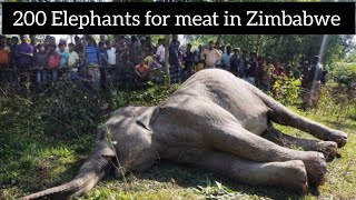 200 Elephants to be culled for meat in Zimbabwe [upl. by Ynaoj]