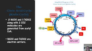 microbial metabolism for microbiology [upl. by Bethena781]