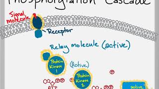 Bio Brief Protein Kinases and Phosphorylation Cascades [upl. by Nyladnewg]