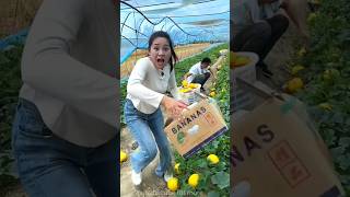 Harvesting amazing melon 🍉🍉 from farm  golden honeydew melon shorts melon youtubeshorts [upl. by Alyda]