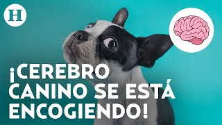 ¿Culpa de los humanos El cerebro de los perros se está encogiendo por estas razones según expertos [upl. by Roy]