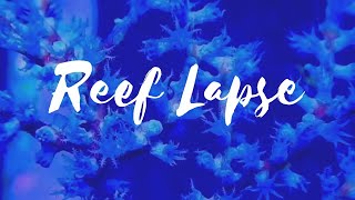 Blueberry Gorgonian Feeding Time Lapse at Elite Reef of Denver Colorado [upl. by Marcin953]