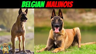 Belgian Malinois Is This Dog Breed Right For You 2024 [upl. by Aamsa]