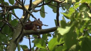 Vroege Vogels  Eekhoorn in de tuin [upl. by Stanwood]