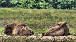 Das Wisent  European bison [upl. by Nnanaej]