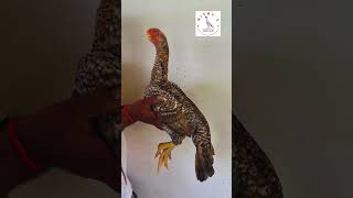 Best quality Young female Parrot beak Aseel trending erode pureaseelbreed aseelerode [upl. by Fredia]