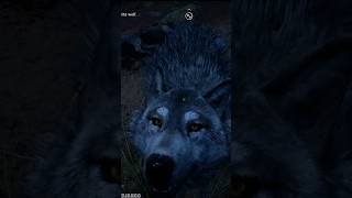 First Wolf Tamed in Far Cry Primal  BEAST MASTER 1ST HUNT djangogaming shorts farcryprimal [upl. by Akeemat548]