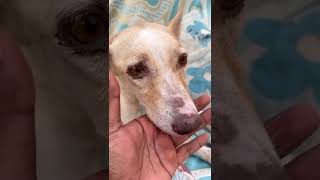 Treating Canine distemper  Dog almost died  கேனைன் டிஸ்டம்பர்  Street dog caninedistemper [upl. by Ettenav]