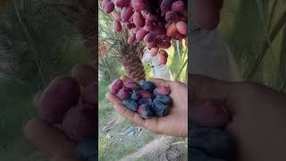 dates farms  Fresh Dates of Pakistan farms shortvideo viralvideo viralvideo [upl. by Mayor]