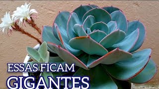 20 SUCULENTAS que ficam GIGANTES [upl. by Ahsinyd122]