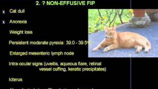 Does Pancho have noneffusive Feline Infectious Peritonitis FIP [upl. by Georgianne]