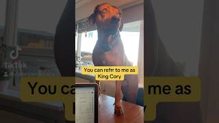 You should know me by now king dogs funny funnypets [upl. by Israel958]