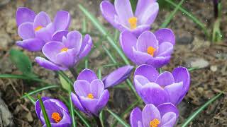 How to Grow Crocus [upl. by Clemmy]