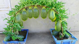 Growing Watermelon This Way Easily Produces A Lot Of Sweet And Delicious Fruit [upl. by Keelin]