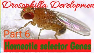 Drosophila development Homeotic Selector Genes [upl. by Modern546]