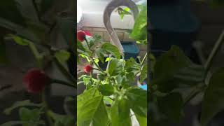 Wiri wiri pepper gardening garden [upl. by Yedorb]