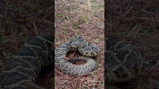 We found a huge diamondback rattlesnake by an abandoned building  snake herping rattlesnake [upl. by Aerdnad]