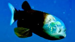 Facts  The Barreleye Fish  NaturesEye11 [upl. by Notgnihsaw]