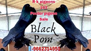 pouter pigeon salepouter pigeon malayalamgaditano pouter pigeon pricesuper birds [upl. by Oinesra471]