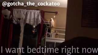 Gotcha really wants to go to bed Lol subtitles included [upl. by Halyhs]