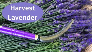 Growing Lavender  Quick Way to Harvest Lavender [upl. by Iniffit135]