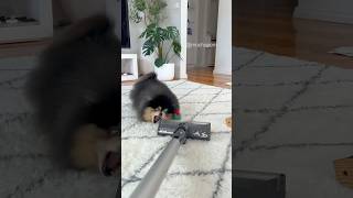 Dogs when they see the vacuum 😆 pomeranian dog [upl. by Nahtanhoj820]