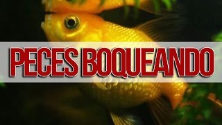 ¿POR QUÉ MIS PECES BOQUEAN EN LA SUPERFICIE DEL AGUA [upl. by Veradia]