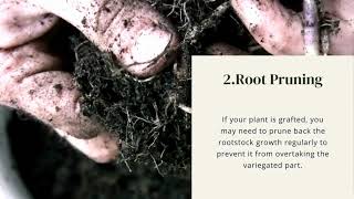 How to Correct Variegated Reversion in Plants [upl. by Ahsauqal258]