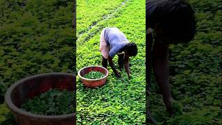 See What He Was Harvesting Water Clover shorts [upl. by Akiem]