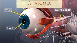 Anatomia do Olho [upl. by Margarete512]