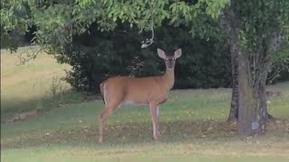 Deer Enjoying A Snack [upl. by Deehsar]