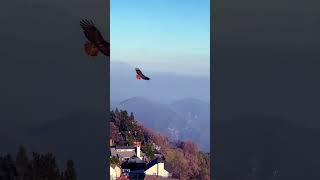 Paraglider Pilot Cheers as Red Tail Hawk Flies Too Close to Them  1509756 [upl. by Ashbey129]