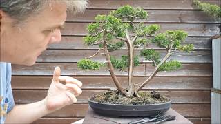 Juniperus Chinensis three trunk bonsai6part1 [upl. by Issy128]