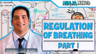 Respiratory  Regulation of Breathing Respiratory Centers Part 1 [upl. by Karlise48]