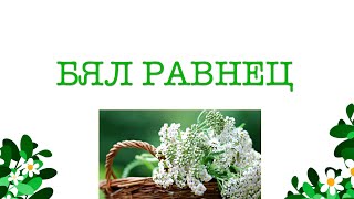 БЯЛ РАВНЕЦ Achillea millefolium  Мария Требен [upl. by Malory144]