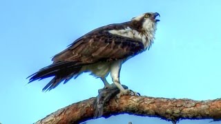 Osprey Calling  Loud and Long [upl. by Eiro]