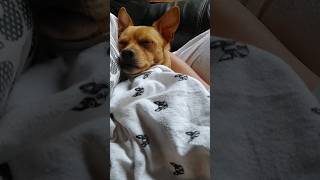 my baby chiweenie dog adorable Pets animals shorts youtubeshorts [upl. by Tillford949]