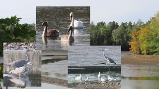 Am Mittelteich Moritzburg beobachtet  Graureiher Schwäne Möwen 0910 [upl. by Orpha]