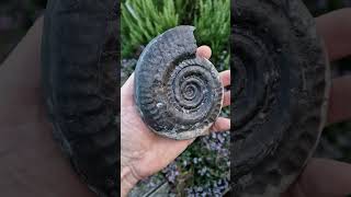 Hildoceras bifrons ammonite from a whitby fossil hunting trip a couple of weeks ago [upl. by Woods]