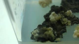 tissue culture mold contamination  time lapse [upl. by Chaker]