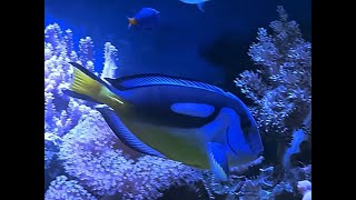 Paracanthurus hepatus Blue Tang Yellow Belly [upl. by Aizitel818]