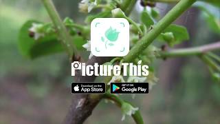 Alder buckthorn（Chasmanthe floribunda） [upl. by Seidnac597]