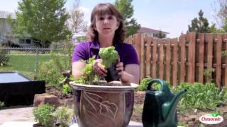 Garden Tutorial Container Herb Garden [upl. by Nazario]