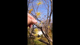 Common Witch Hazel  Hamamelis virginiana Shorts [upl. by Amej588]