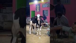 UDF cattle farm king collection 2026bull short reels ARMaani7 SSTvs mandibyswati1340 [upl. by Adnolahs]