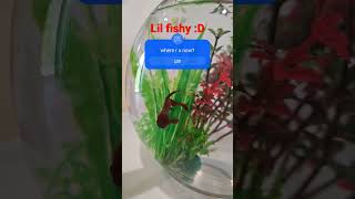 Lil fishy D CUTEA betta fish [upl. by Anelyak394]