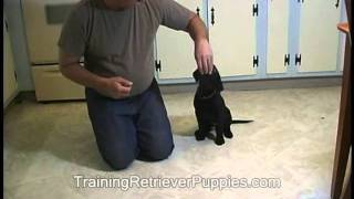 Training Retriever Puppies Luring to start new actions [upl. by Notgnilliw]