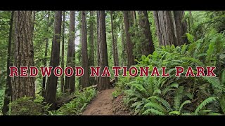 Redwood National Park [upl. by Nitsua659]